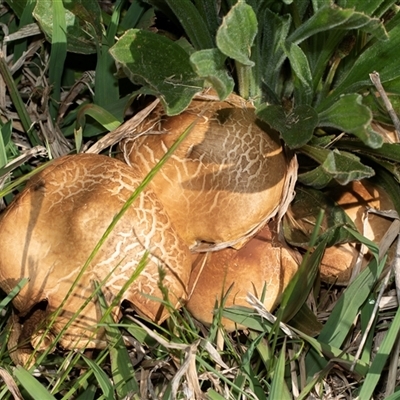 Agrocybe praecox group at Higgins, ACT - 11 Oct 2025 by AlisonMilton