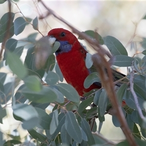 Platycercus elegans at Higgins, ACT - 11 Oct 2025 by AlisonMilton
