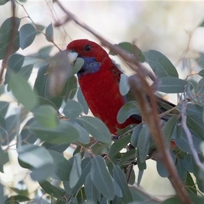 Platycercus elegans (Crimson Rosella) at Higgins, ACT - 11 Oct 2025 by AlisonMilton