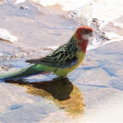 Platycercus eximius (Eastern Rosella) at Higgins, ACT - 11 Oct 2025 by AlisonMilton