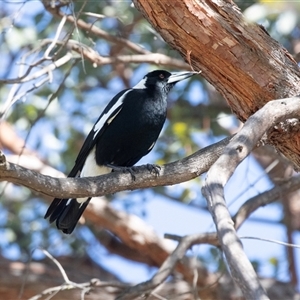 Gymnorhina tibicen by AlisonMilton