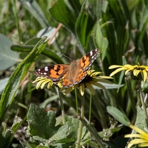 Vanessa kershawi (Australian Painted Lady) at Higgins, ACT - Yesterday by AlisonMilton