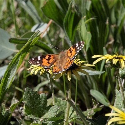 Vanessa kershawi (Australian Painted Lady) at Higgins, ACT - 11 Oct 2025 by AlisonMilton