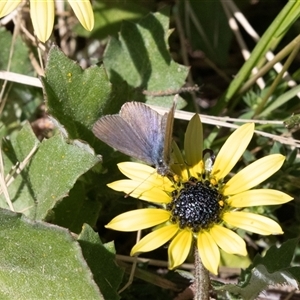 Zizina otis (Common Grass-Blue) at Higgins, ACT - Yesterday by AlisonMilton