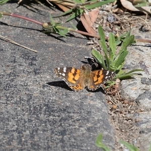 Vanessa kershawi (Australian Painted Lady) at Higgins, ACT - Yesterday by AlisonMilton