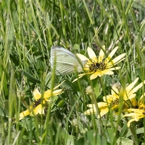 Pieris rapae (Cabbage White) at Higgins, ACT - Yesterday by AlisonMilton
