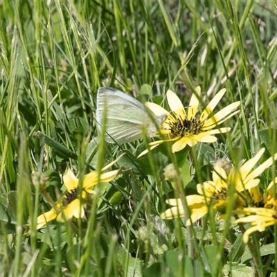 Pieris rapae (Cabbage White) at Higgins, ACT - 11 Oct 2025 by AlisonMilton