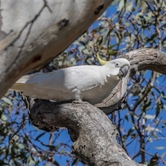 Cacatua galerita (Sulphur-crested Cockatoo) at Higgins, ACT - 11 Oct 2025 by AlisonMilton