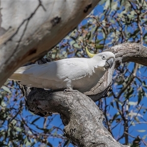 Cacatua galerita at Higgins, ACT - 11 Oct 2025 by AlisonMilton