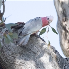 Eolophus roseicapilla (Galah) at Higgins, ACT - 11 Oct 2025 by AlisonMilton