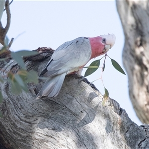 Eolophus roseicapilla at Higgins, ACT - 11 Oct 2025 by AlisonMilton