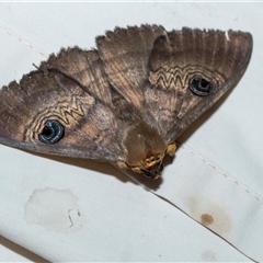 Dasypodia selenophora (Southern old lady moth) at Higgins, ACT - 12 Oct 2025 by AlisonMilton