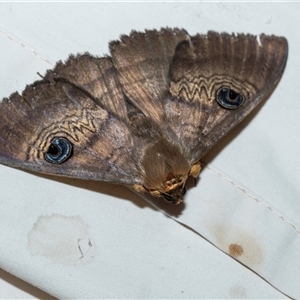 Dasypodia selenophora (Southern old lady moth) at Higgins, ACT - Yesterday by AlisonMilton
