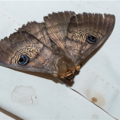 Dasypodia selenophora (Southern old lady moth) at Higgins, ACT - 12 Oct 2025 by AlisonMilton