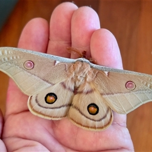 Opodiphthera eucalypti (Emperor Gum Moth) at Yass River, NSW - 11 Oct 2025 by SenexRugosus