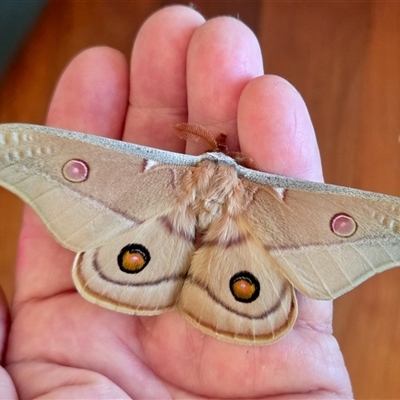 Opodiphthera eucalypti (Emperor Gum Moth) at Yass River, NSW - 11 Oct 2025 by SenexRugosus
