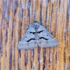 Dichromodes atrosignata (Black-signed Heath Moth ) at Yass River, NSW - 12 Oct 2025 by SenexRugosus