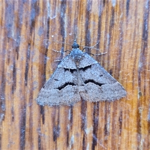 Dichromodes atrosignata (Black-signed Heath Moth ) at Yass River, NSW - Yesterday by SenexRugosus