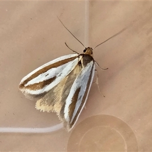 Phytotrypa propriella (A Concealer moth (Wingia group)) at Yass River, NSW - Yesterday by SenexRugosus