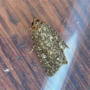 Hypoperigea tonsa (A Noctuid moth (Acronictinae) at Yass River, NSW - Yesterday by SenexRugosus