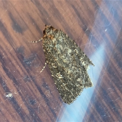 Hypoperigea tonsa (A Noctuid moth (Acronictinae) at Yass River, NSW - 12 Oct 2025 by SenexRugosus