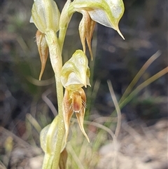 Oligochaetochilus aciculiformis (Needle-point rustyhood) at Booth, ACT - 12 Oct 2025 by Bubbles