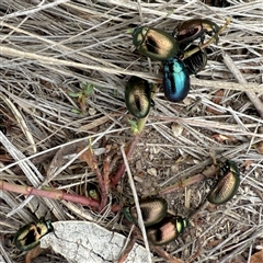 Chrysolina quadrigemina (Greater St Johns Wort beetle) at Googong, NSW - 12 Oct 2025 by Wandiyali