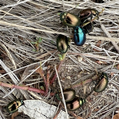 Chrysolina quadrigemina (Greater St Johns Wort beetle) at Googong, NSW - 12 Oct 2025 by Wandiyali