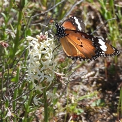 Danaus petilia (Lesser wanderer) at Theodore, ACT - 12 Oct 2025 by DavidDedenczuk