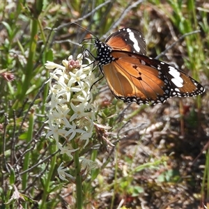 Danaus petilia (Lesser wanderer) at Theodore, ACT - Yesterday by DavidDedenczuk