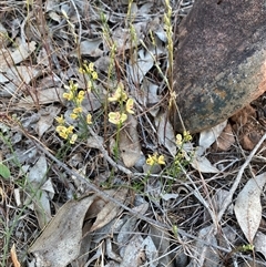 Comesperma integerrimum at Griffith, NSW - 10 Oct 2025 by Bambellina