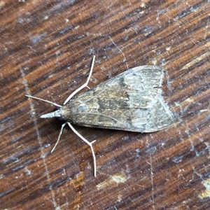 Uresiphita ornithopteralis (Tree Lucerne Moth) at Yass River, NSW - Yesterday by SenexRugosus