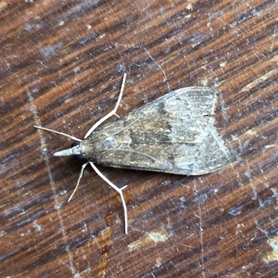 Uresiphita ornithopteralis (Tree Lucerne Moth) at Yass River, NSW - 12 Oct 2025 by SenexRugosus