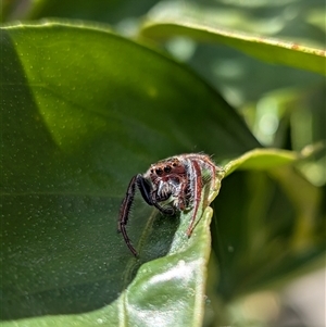 Opisthoncus sp. (genus) (Opisthoncus jumping spider) at Franklin, ACT - Yesterday by chriselidie