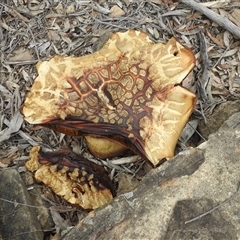 Scleroderma sp. at Acton, ACT - 12 Oct 2025 by JohnBundock