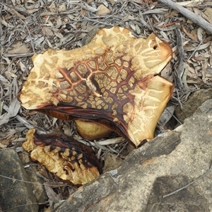 Unverified Disk-like to cup-like at Acton, ACT - Yesterday by JohnBundock