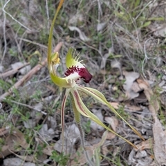 Caladenia parva at Carwoola, NSW - 12 Oct 2025 by MarkV