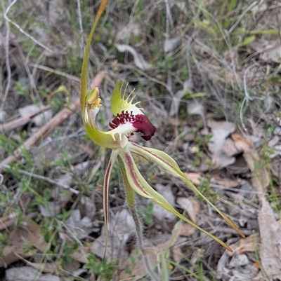 Caladenia parva at Carwoola, NSW - 12 Oct 2025 by MarkV