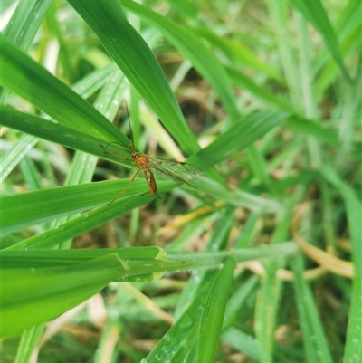 Netelia sp. (genus) at Evatt, ACT - 12 Oct 2025 by AndrewBell