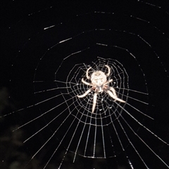 Unverified Spider by SpiderRider0000