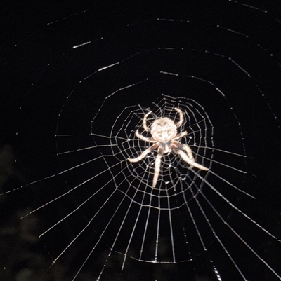 Unverified Spider at  - suppressed by SpiderRider0000