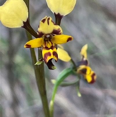 Diuris pardina (Leopard Doubletail) at Hackett, ACT - 6 Oct 2025 by JaneR