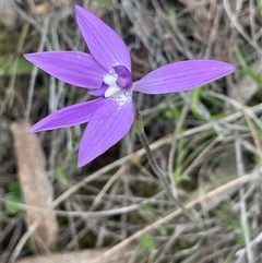 Glossodia major (Wax Lip Orchid) at Hackett, ACT - 12 Oct 2025 by JaneR