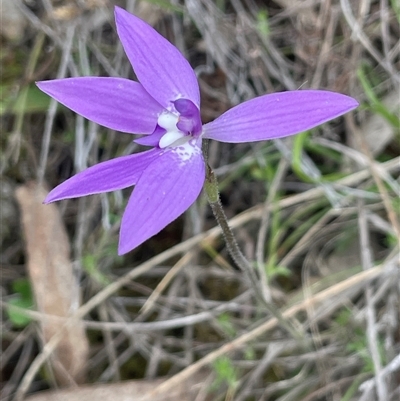 Glossodia major (Wax Lip Orchid) at Hackett, ACT - 12 Oct 2025 by JaneR