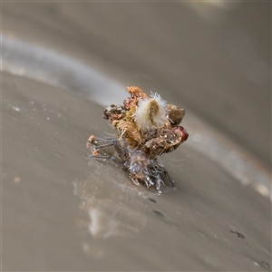 Neuroptera (order) at Acton, ACT - 11 Oct 2025 by SimoneS