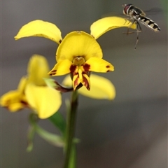 Diuris chryseopsis at Yarralumla, ACT - 8 Oct 2025 by warrencameron