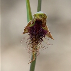 Calochilus robertsonii at Aranda, ACT - 8 Oct 2025 by warrencameron
