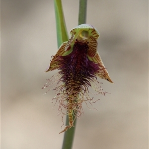 Calochilus robertsonii at Aranda, ACT - 8 Oct 2025 by warrencameron