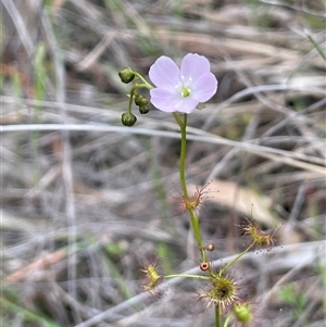Drosera auriculata at Hackett, ACT - Yesterday by JaneR