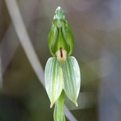 Unverified Orchid at Acton, ACT - 5 Oct 2025 by warrencameron